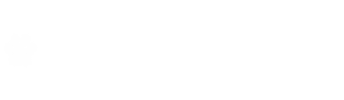 最新情報更新｜チワワと暮らす生活